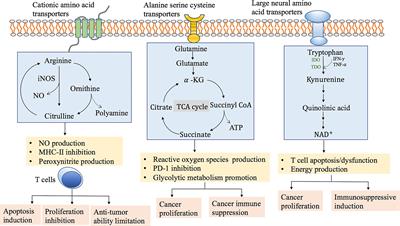 The Metabolism Symbiosis Between Pancreatic Cancer and Tumor Microenvironment